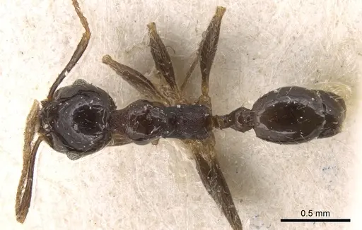 Pheidole megacephala specimen CASENT0906532 image casent0906532_1