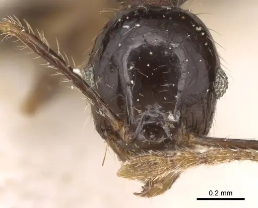 Pheidole megacephala specimen CASENT0906532 image casent0906532_2