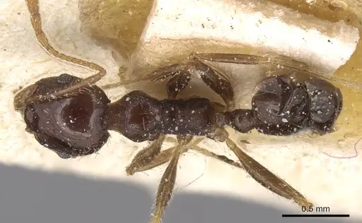 Pheidole megacephala specimen CASENT0906533 image casent0906533_1