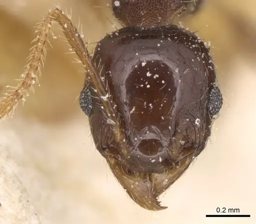 Pheidole megacephala specimen CASENT0906533 image casent0906533_2
