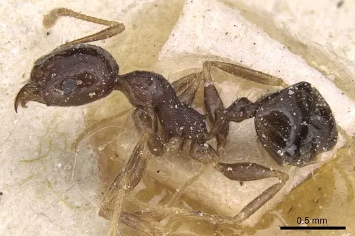 Pheidole megacephala specimen CASENT0906533 image casent0906533_3