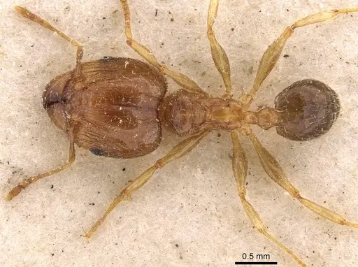 Pheidole megacephala specimen CASENT0907781 image casent0907781_1