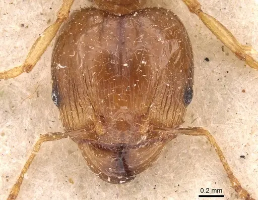 Pheidole megacephala specimen CASENT0907781 image casent0907781_2