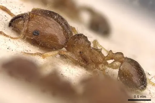 Pheidole megacephala specimen CASENT0907781 image casent0907781_3