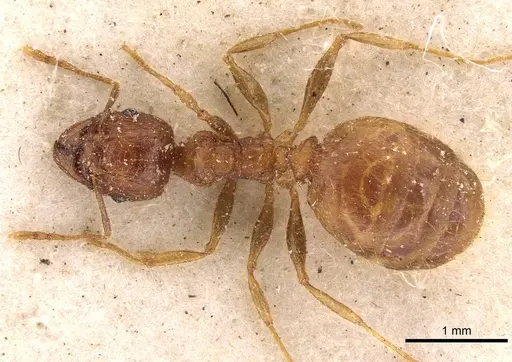 Pheidole megacephala specimen CASENT0907782 image casent0907782_1