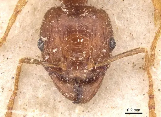 Pheidole megacephala specimen CASENT0907782 image casent0907782_2