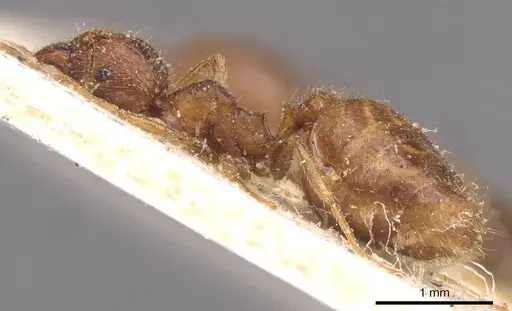 Pheidole megacephala specimen CASENT0907782 image casent0907782_3