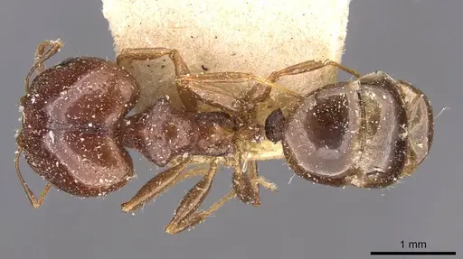 Pheidole megacephala specimen CASENT0907783 image casent0907783_1