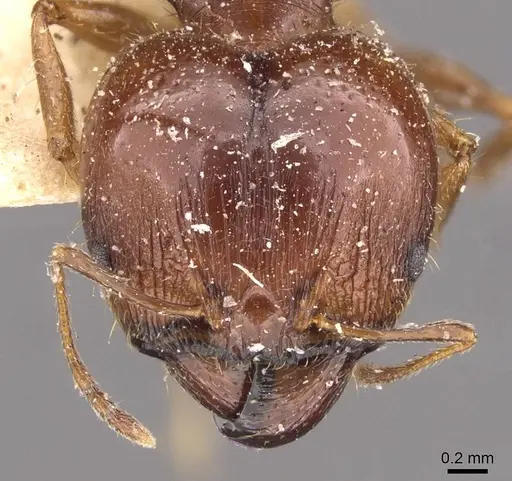 Pheidole megacephala specimen CASENT0907783 image casent0907783_2