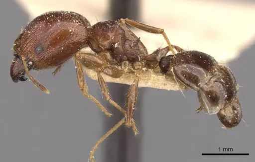 Pheidole megacephala specimen CASENT0907783 image casent0907783_3