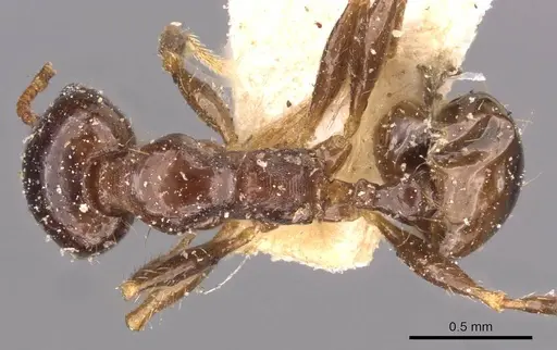 Pheidole megacephala specimen CASENT0907784 image casent0907784_1