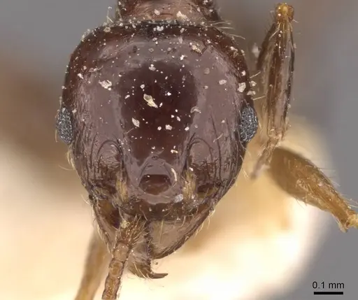 Pheidole megacephala specimen CASENT0907784 image casent0907784_2