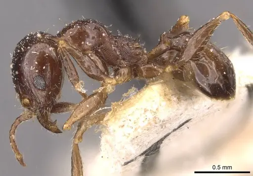 Pheidole megacephala specimen CASENT0907784 image casent0907784_3