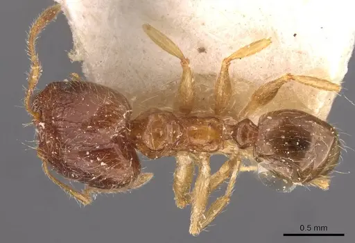 Pheidole megacephala specimen CASENT0907785 image casent0907785_1