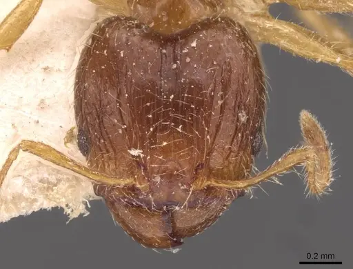 Pheidole megacephala specimen CASENT0907785 image casent0907785_2