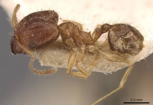 Pheidole megacephala specimen CASENT0907785 image casent0907785_3