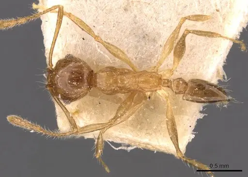 Pheidole megacephala specimen CASENT0907786 image casent0907786_1