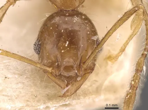 Pheidole megacephala specimen CASENT0907786 image casent0907786_2