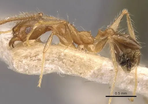 Pheidole megacephala specimen CASENT0907786 image casent0907786_3