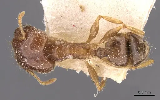 Pheidole megacephala specimen CASENT0907787 image casent0907787_1