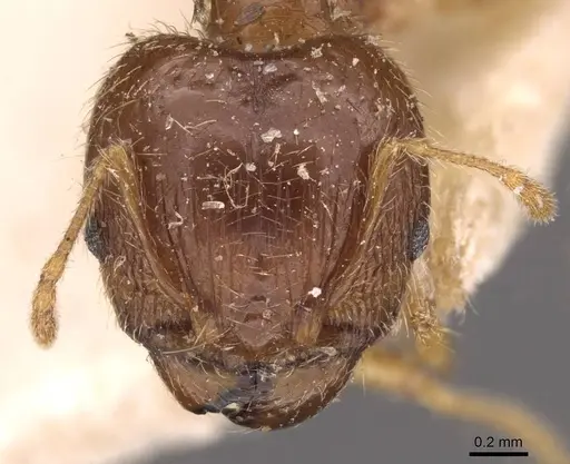 Pheidole megacephala specimen CASENT0907787 image casent0907787_2