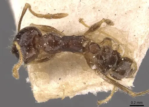 Pheidole megacephala specimen CASENT0907788 image casent0907788_1