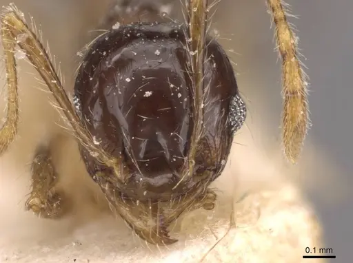 Pheidole megacephala specimen CASENT0907788 image casent0907788_2