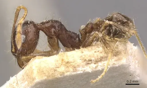 Pheidole megacephala specimen CASENT0907788 image casent0907788_3