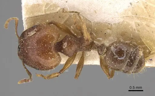 Pheidole megacephala specimen CASENT0914348 image casent0914348_1