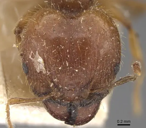 Pheidole megacephala specimen CASENT0914348 image casent0914348_2