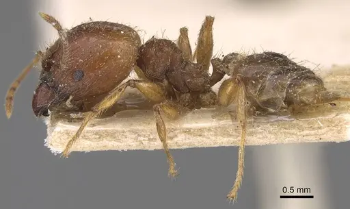 Pheidole megacephala specimen CASENT0914348 image casent0914348_3