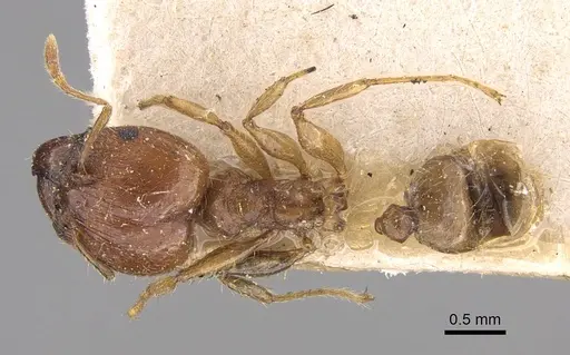 Pheidole megacephala specimen CASENT0914349 image casent0914349_1