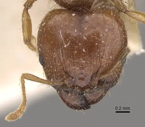 Pheidole megacephala specimen CASENT0914349 image casent0914349_2