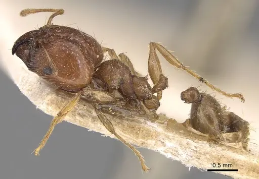 Pheidole megacephala specimen CASENT0914349 image casent0914349_3
