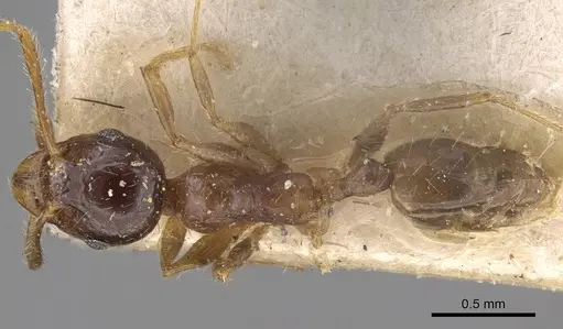 Pheidole megacephala specimen CASENT0914350 image casent0914350_1