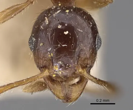 Pheidole megacephala specimen CASENT0914350 image casent0914350_2