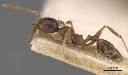 Pheidole megacephala specimen CASENT0914350 image casent0914350_3