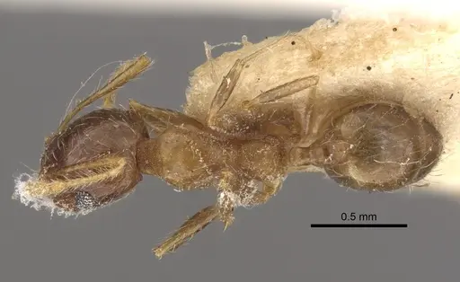 Pheidole megacephala specimen CASENT0917778 image casent0917778_1