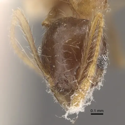 Pheidole megacephala specimen CASENT0917778 image casent0917778_2