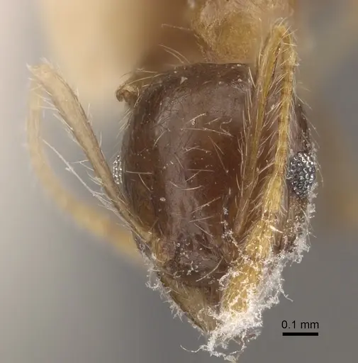 Pheidole megacephala specimen CASENT0917778 image casent0917778_3