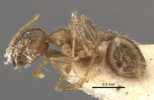 Pheidole megacephala specimen CASENT0917778 image casent0917778_4