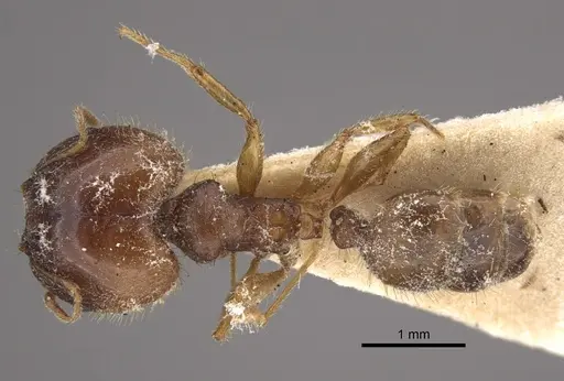 Pheidole megacephala specimen CASENT0917779 image casent0917779_1