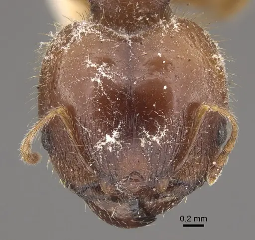 Pheidole megacephala specimen CASENT0917779 image casent0917779_2