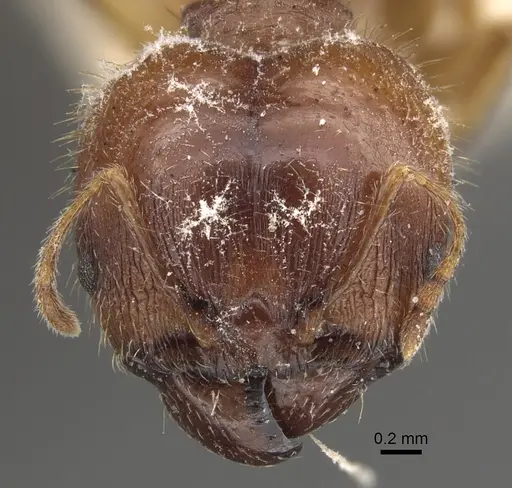 Pheidole megacephala specimen CASENT0917779 image casent0917779_3