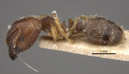 Pheidole megacephala specimen CASENT0917779 image casent0917779_4