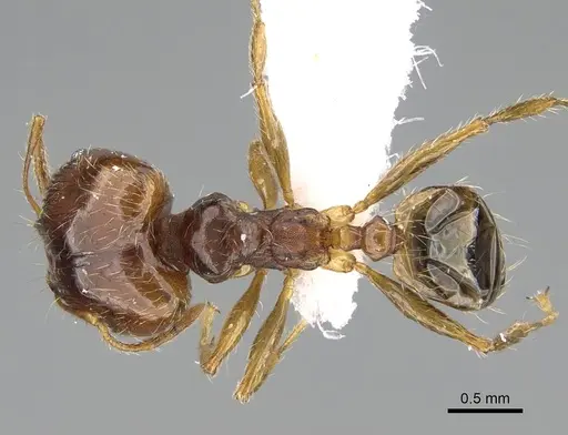 Pheidole megacephala specimen CASENT0919807 image casent0919807_1