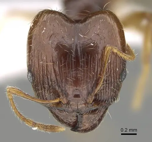 Pheidole megacephala specimen CASENT0919807 image casent0919807_2