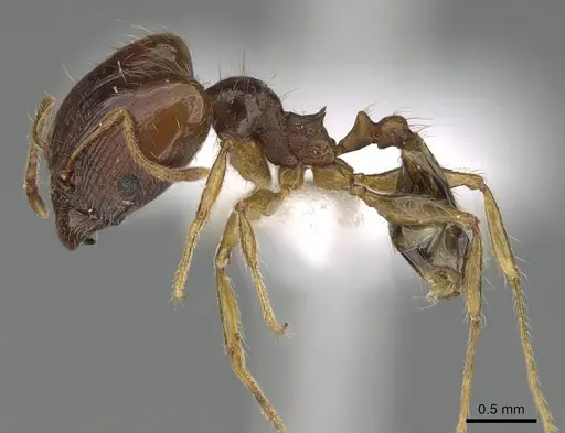 Pheidole megacephala specimen CASENT0919807 image casent0919807_3