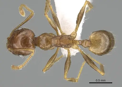 Pheidole megacephala specimen CASENT0919808 image casent0919808_1