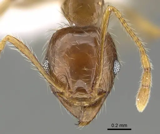 Pheidole megacephala specimen CASENT0919808 image casent0919808_2